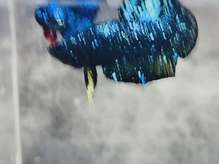 Rare Avatar Betta Fish