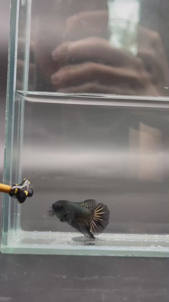 Rare Halfmoon Black Copper Betta Fish (Female)