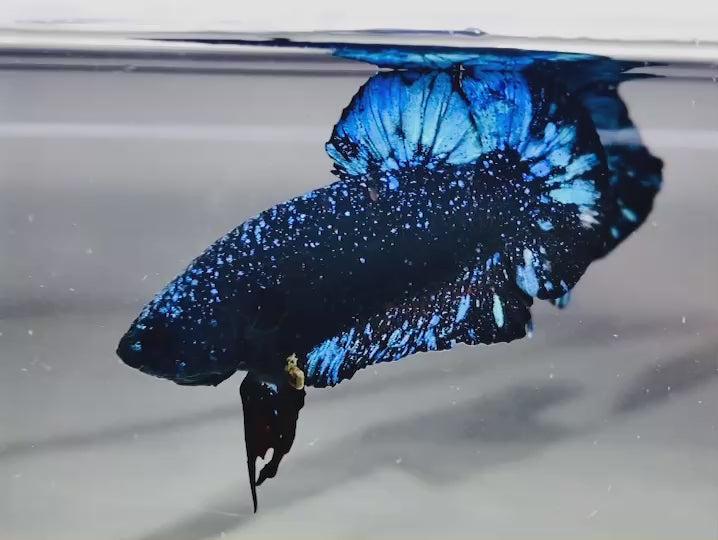 Rare Avatar Betta Fish