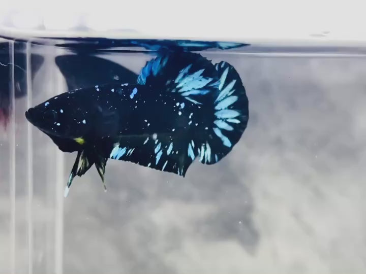 Rare Avatar Betta Fish