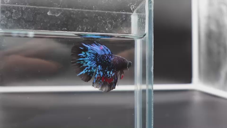 Rare Halfmoon Black Star Betta Fish