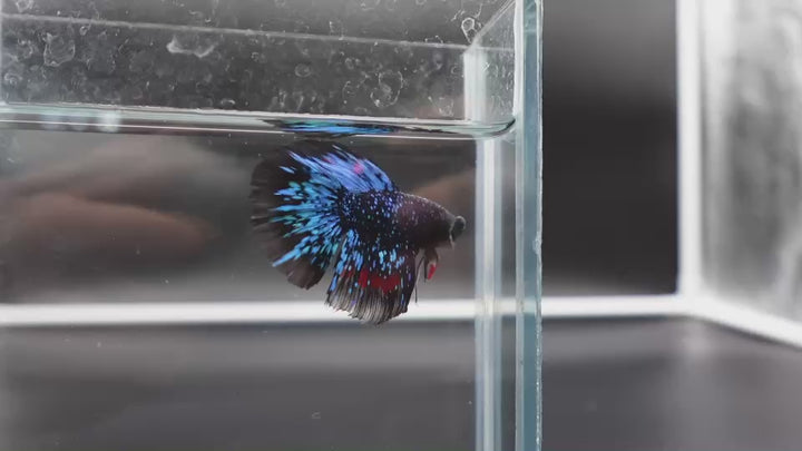 Rare Halfmoon Black Star Betta Fish