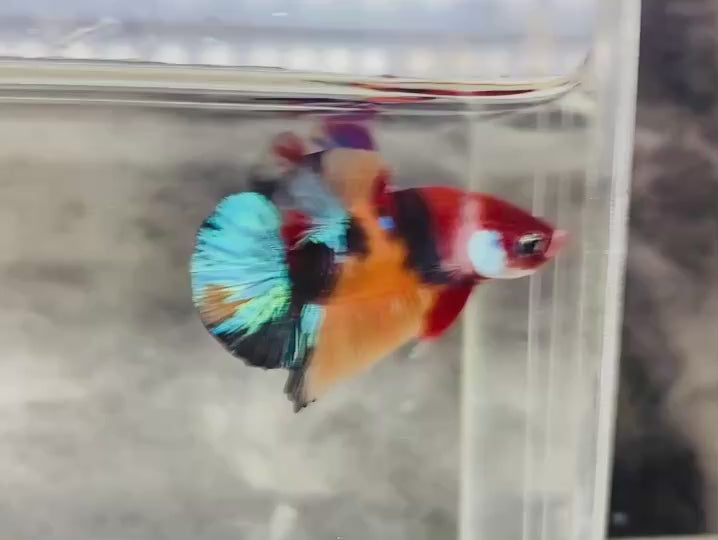 Rare Koi Multicolors Betta Fish