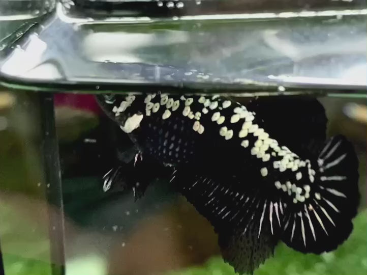 Pair Black Samurai Betta Fish
