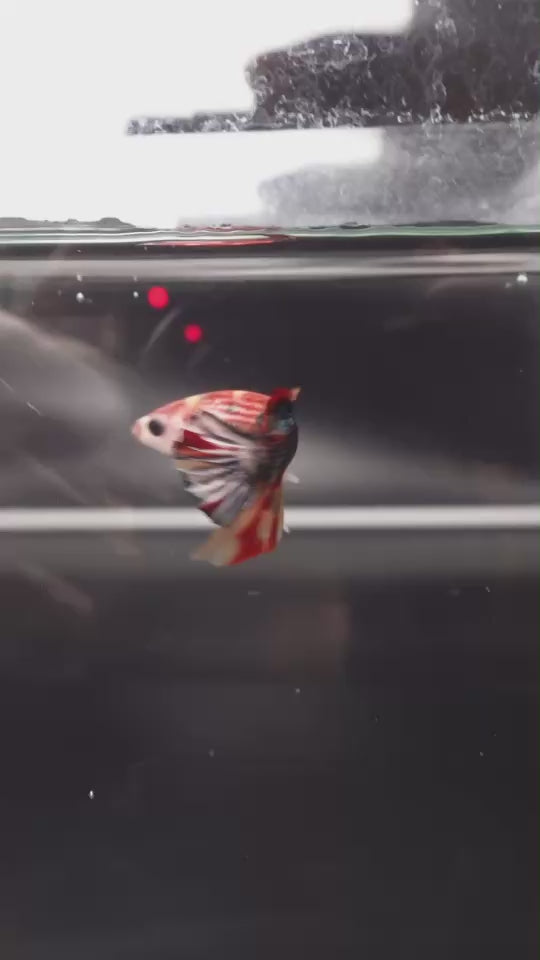 Competition grade - Multicolors Betta Fish