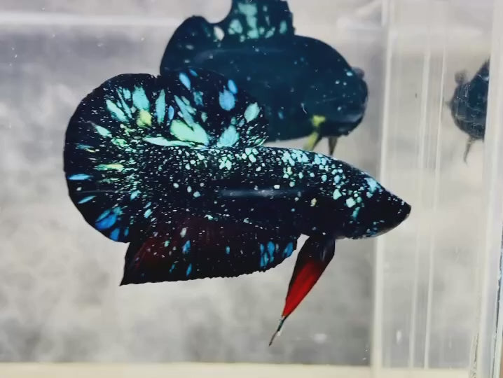 Rare Avatar Betta Fish