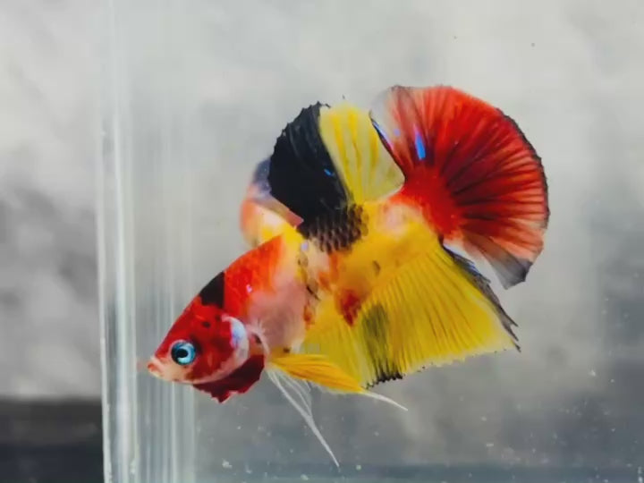 Rare Koi Multicolors Betta Fish