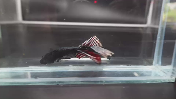Rare Halfmoon Black Copper Betta Fish