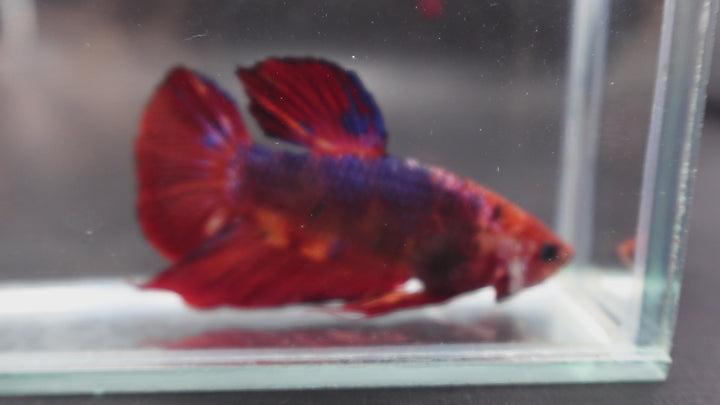 Rare Giant Multicolors Betta Fish