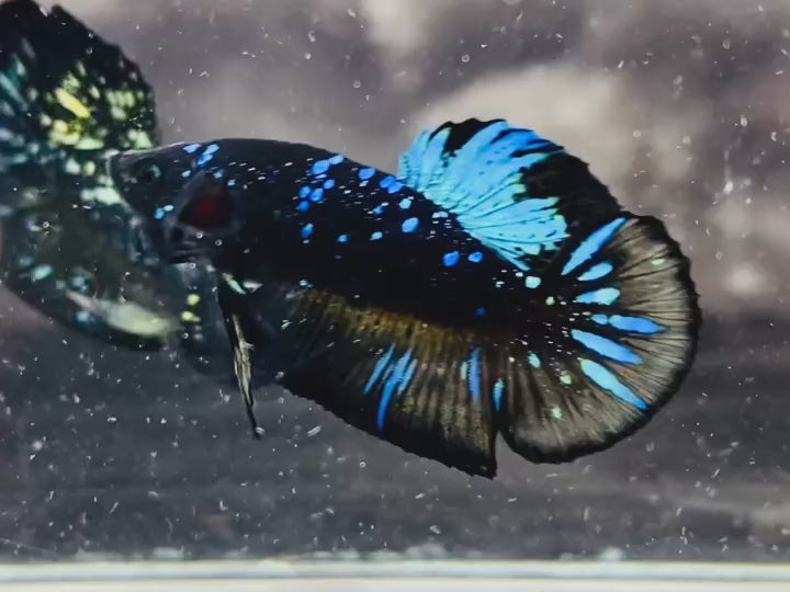 Rare Avatar Betta Fish