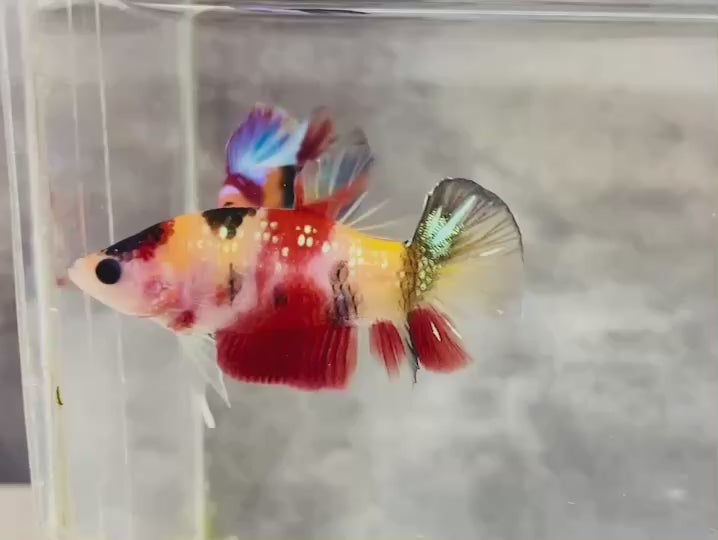 Rare Koi Multicolors Betta Fish