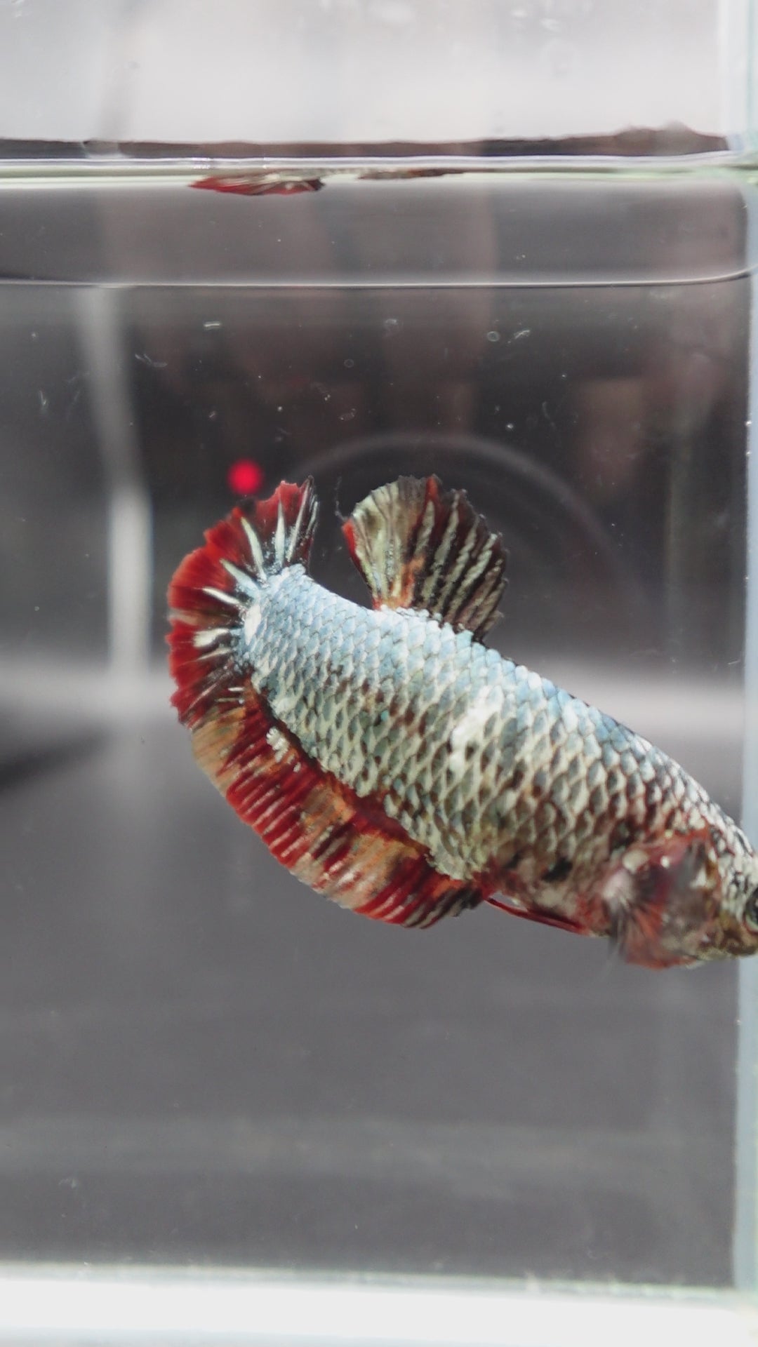 Rare Super Giant Copper Red Tail Betta Fish