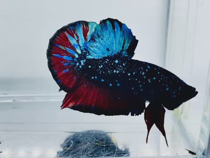 Rare Avatar Betta Fish