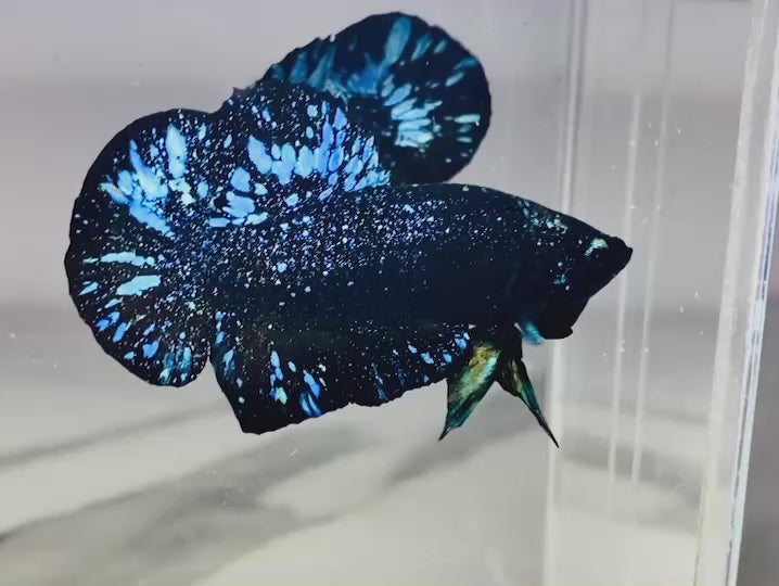 Rare Avatar Betta Fish
