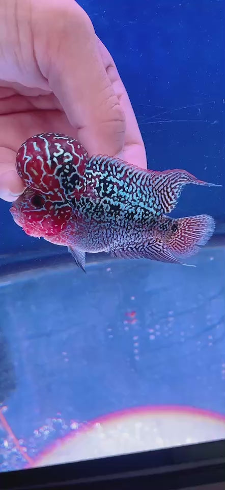 Rare Flowerhorn 4 inch
