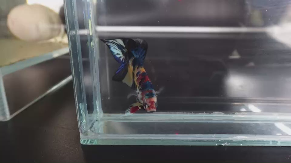 Competition grade - Multicolors Betta Fish