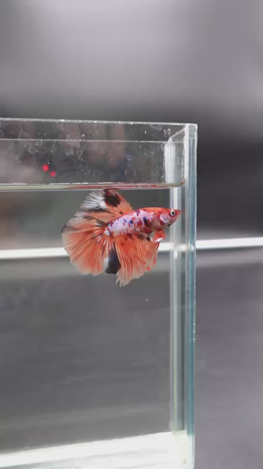 Rare Halfmoon Multicolors Betta Fish