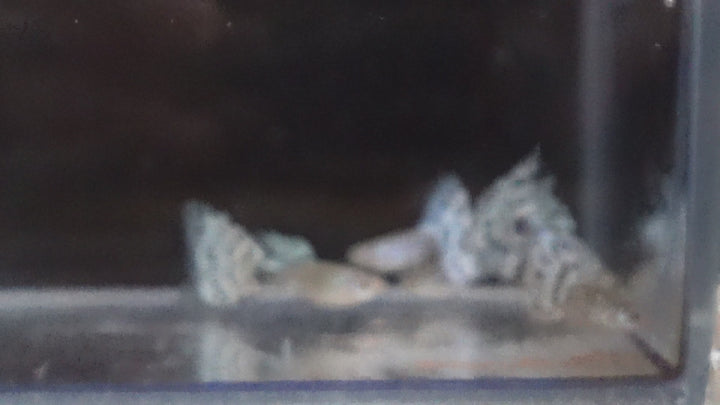 White Mosaic Snakeskin Guppy Fish