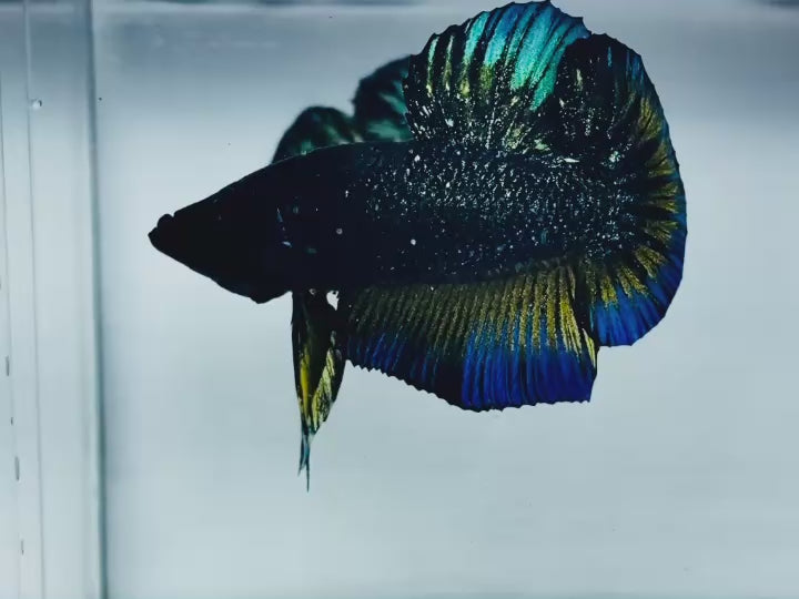 Rare Nebula Gold Betta Fish