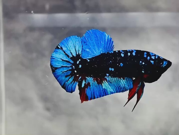 Rare Avatar Betta Fish