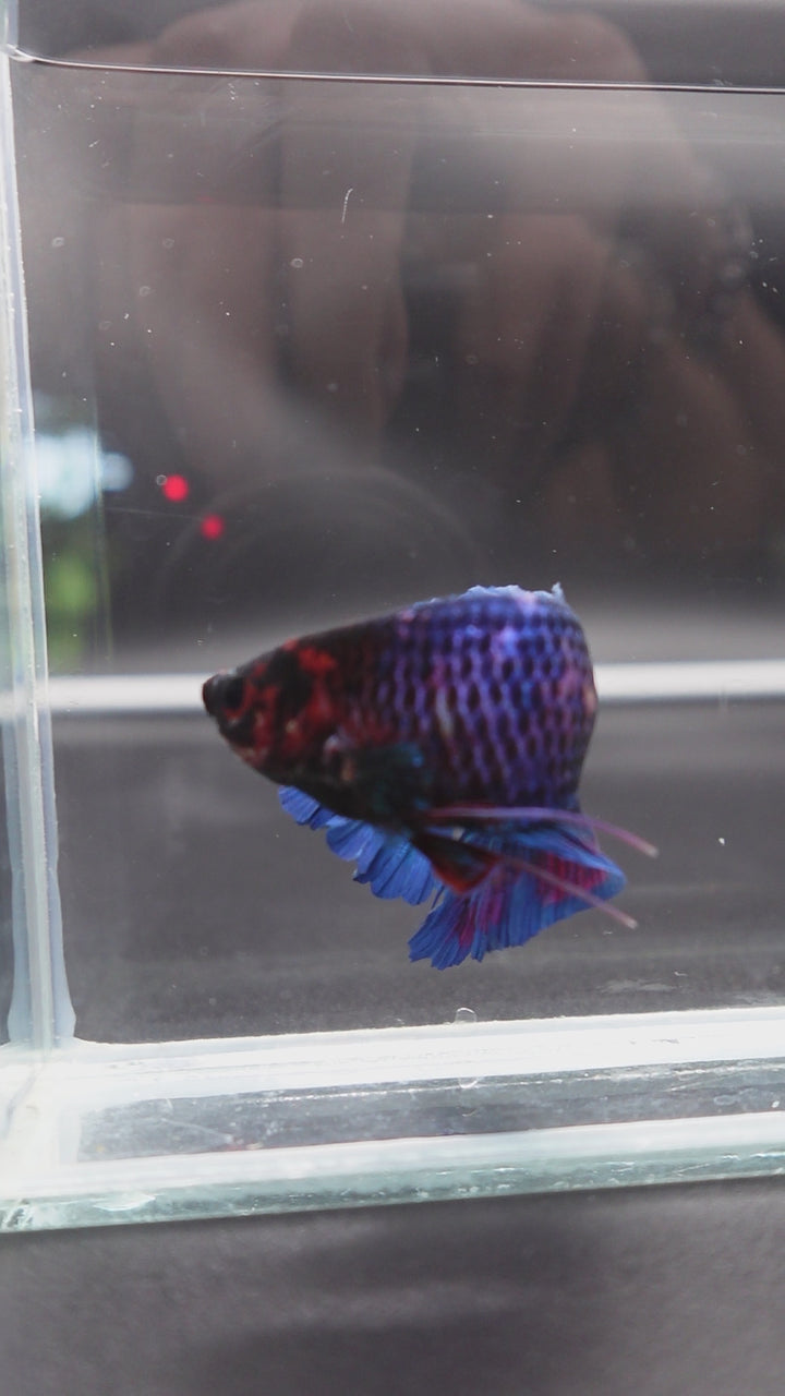 Rare Giant Multicolors Betta Fish