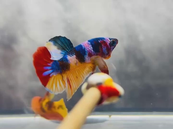 Rare Pair Koi Multicolors Betta Fish