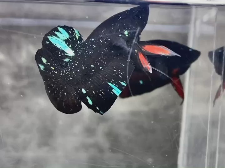 Rare Avatar Betta Fish