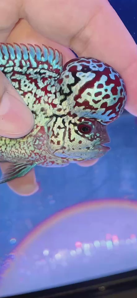 Rare Flowerhorn 4 inch