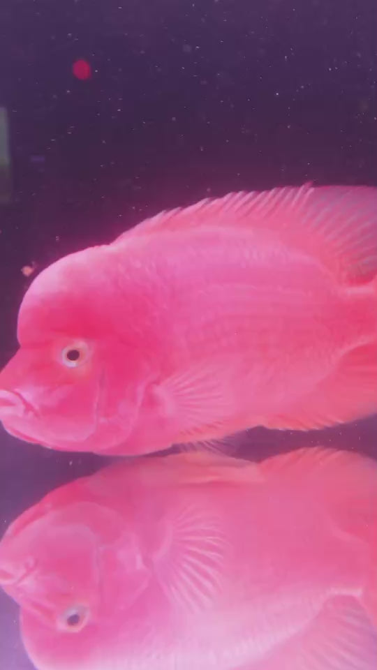 Rare Red Monkey - 6.5 inch