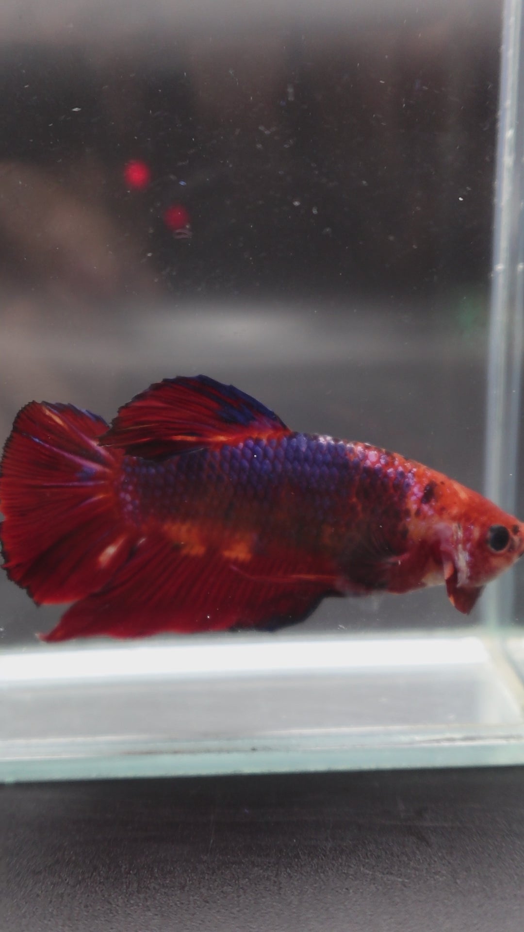 Rare Giant Multicolors Betta Fish