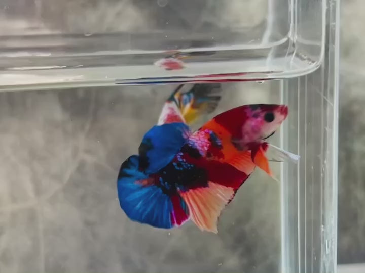 Rare Pair Koi Multicolors Betta Fish