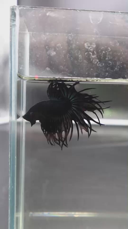 Rare King Crowntail Betta Fish