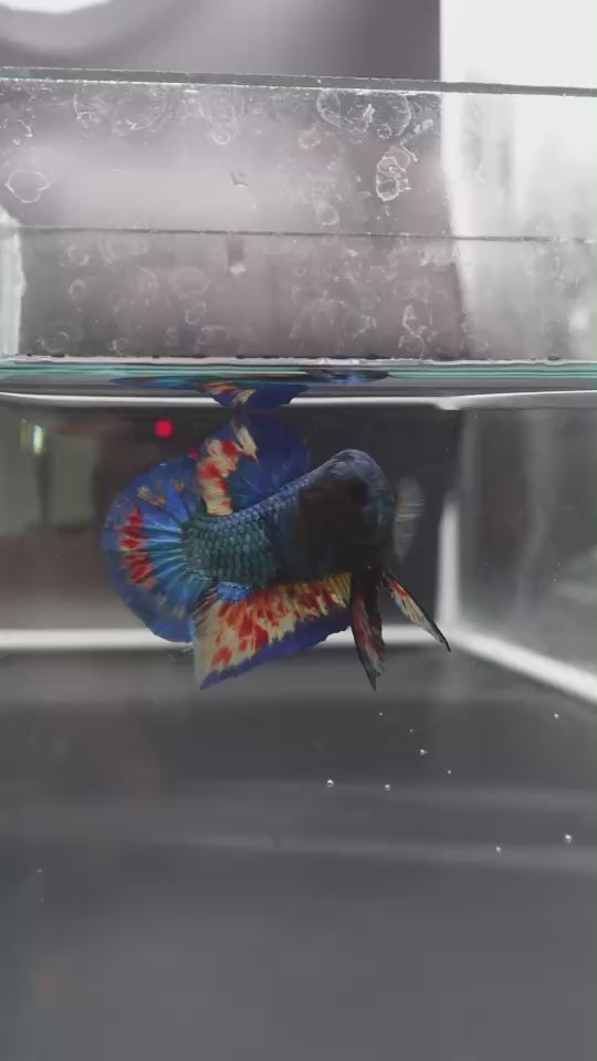 Rare Blue Copper Vanda Betta Fish
