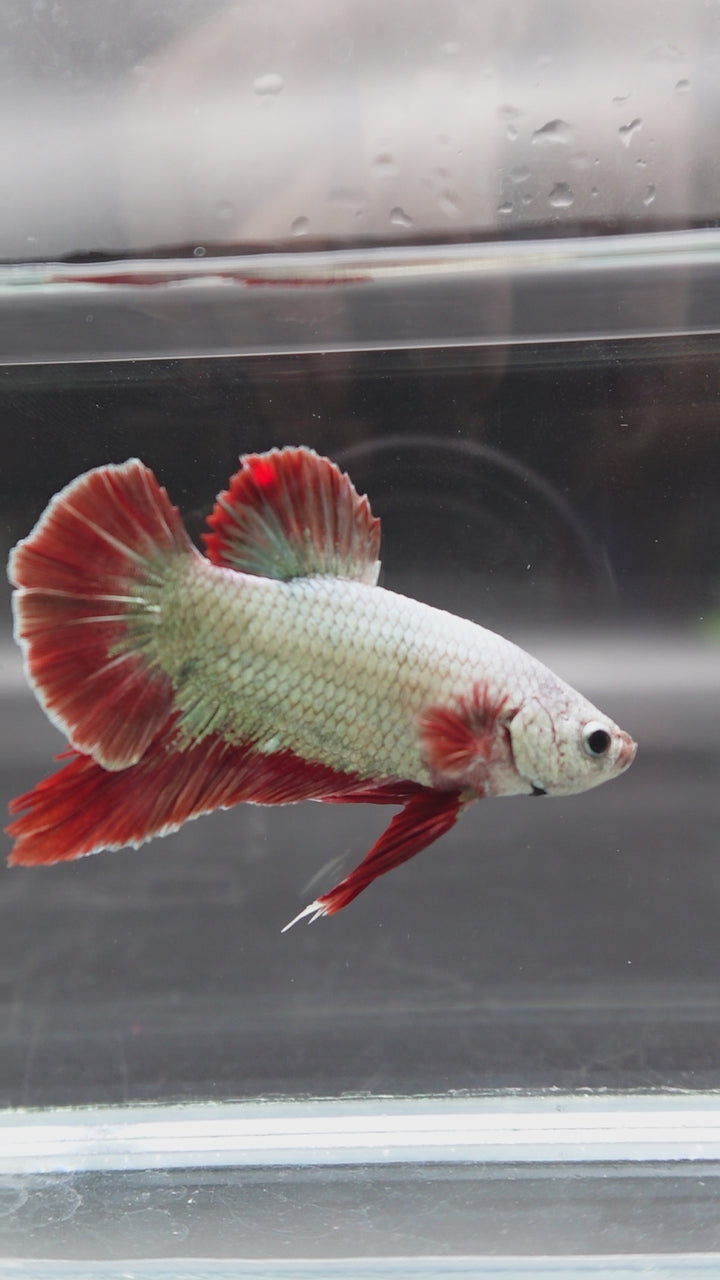 Rare Giant Copper Red Fin Betta Fish