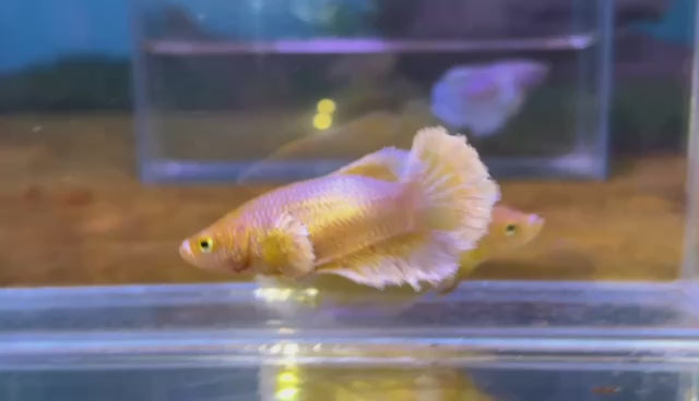 Rare Pair Dumbo Halfmoon Gold Betta Fish