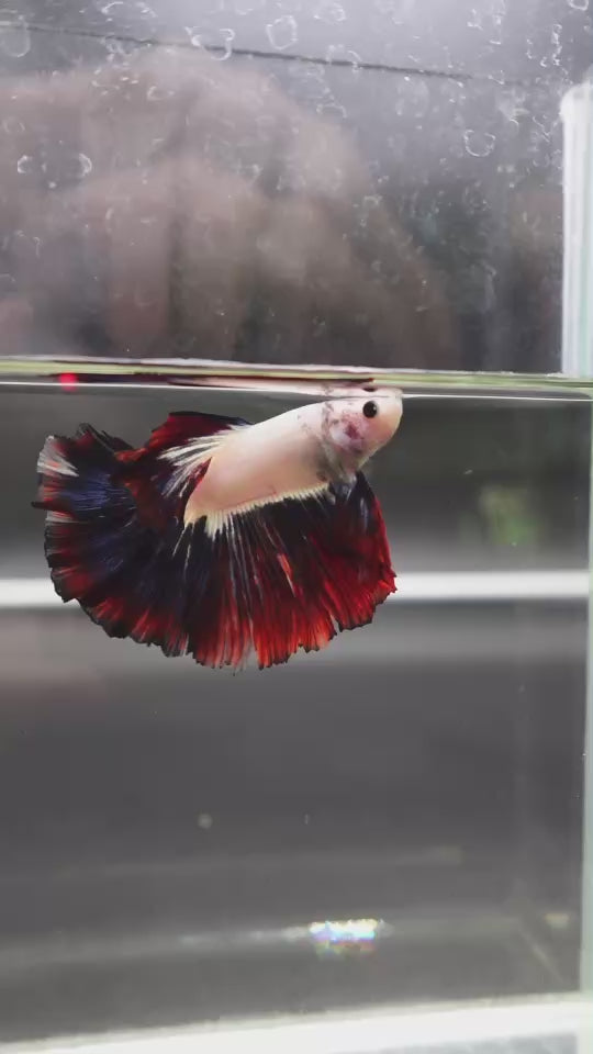 Competition Halfmoon Multicolors Betta Fish