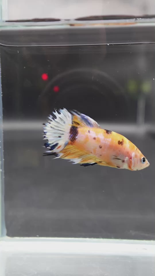 Rare CTPK Koi Betta Fish