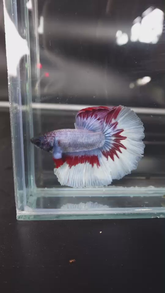 Rare Halfmoon Thai Flag Betta Fish