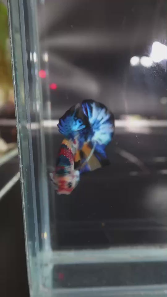 Competition grade - Multicolors Betta Fish