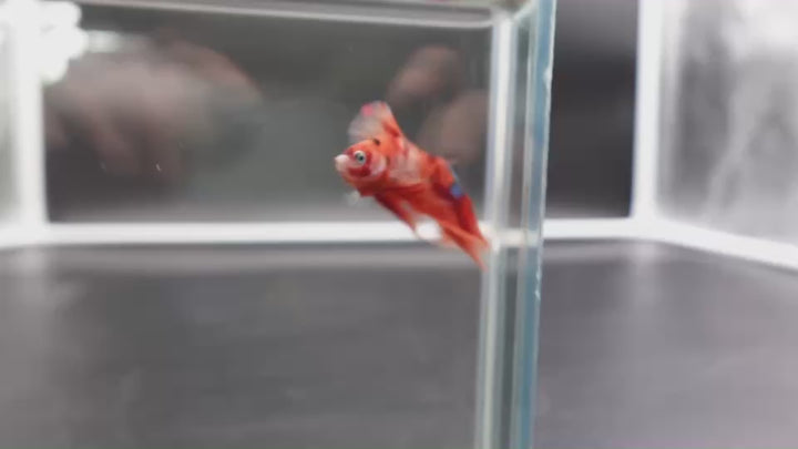 Rare Halfmoon Multicolors Betta Fish