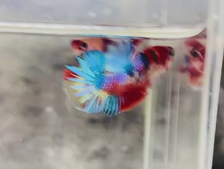 Rare Koi Multicolors Betta Fish