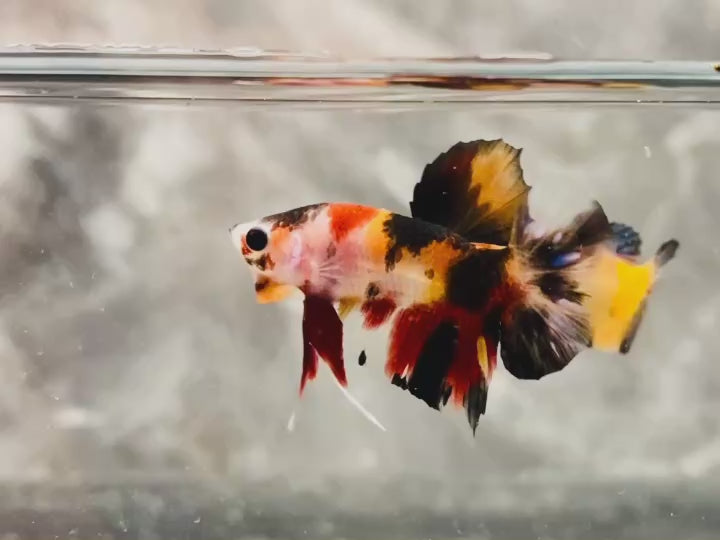 Rare Pair Koi Multicolors Betta Fish