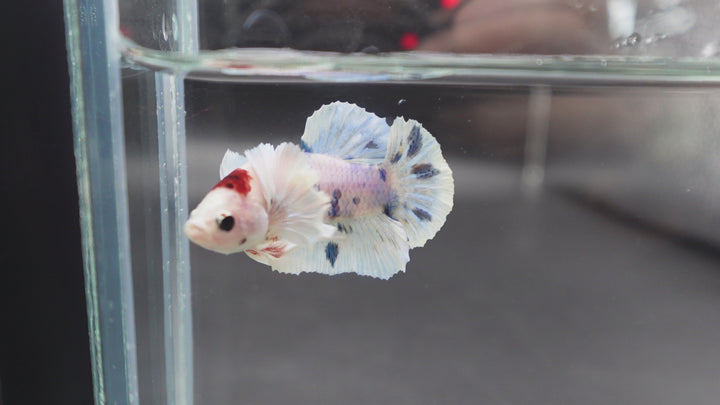 Rare Dumbo Koi Tanjo Betta Fish