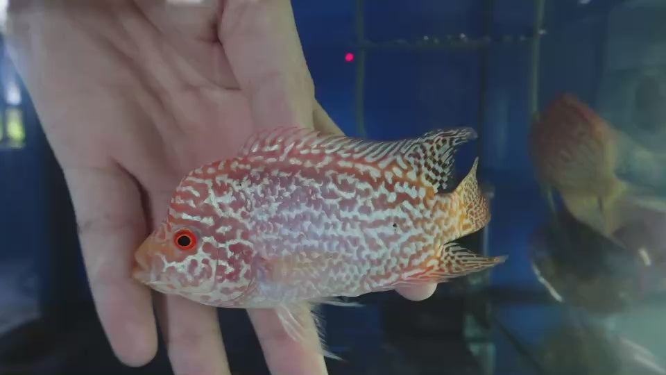 Rare Kamfa Golden Base Flowerhorn 4 inch