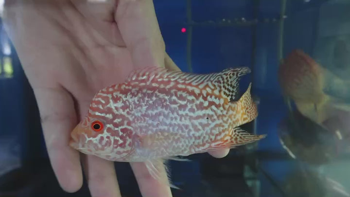 Rare Kamfa Golden Base Flowerhorn 4 inch