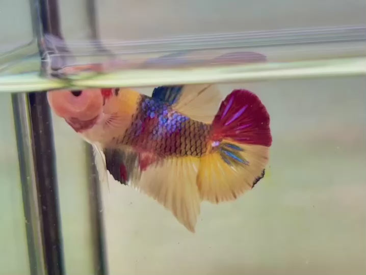 Rare Pair Koi Multicolors Betta Fish