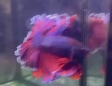 Halfmoon Purple Betta Fish