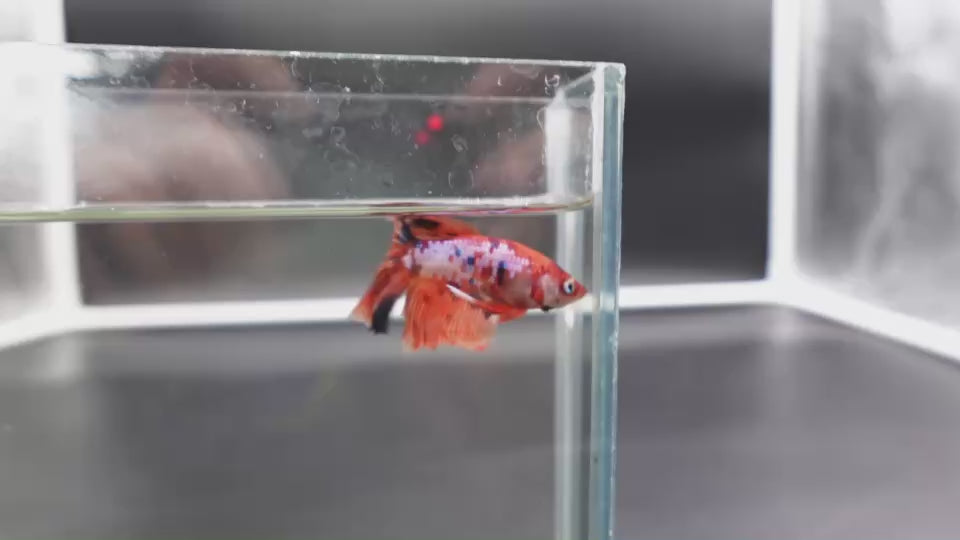 Rare Halfmoon Multicolors Betta Fish