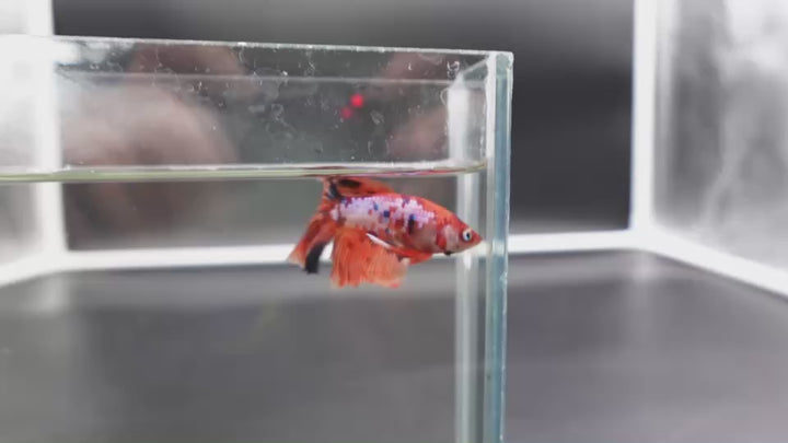 Rare Halfmoon Multicolors Betta Fish