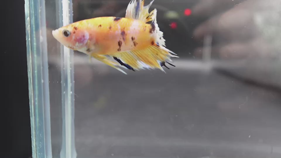 Rare CTPK Koi Betta Fish